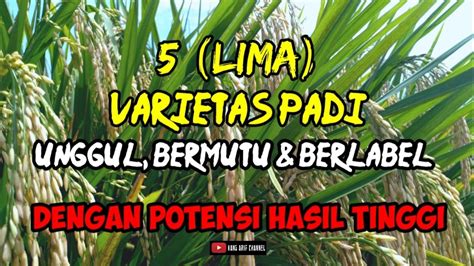 Varietas Padi Unggul Bermutu Dan Berlabel Dengan Potensi Hasil Tinggi