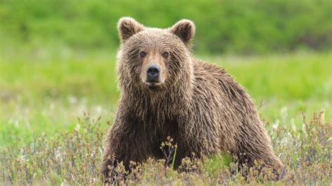 Grizzly Bears Duke It Out On Highway In Must See Video Wsb Tv Channel