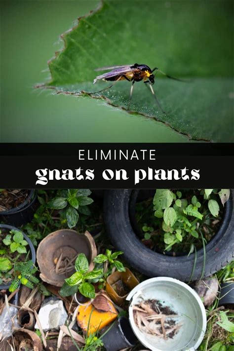 Do Plants Attract Gnats? • Longbourn Farm