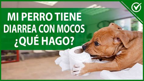 Diarrea En Perros Cachorros Actualizado Enero 2025