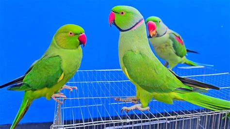 Parrots Are Talking Mithu Mithu Mummy Mummy Youtube