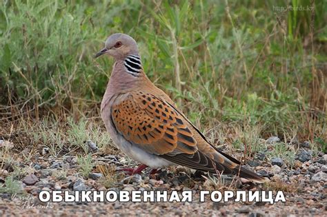 Горлица птица (31 фото) - красивые фото и картинки pofoto.club