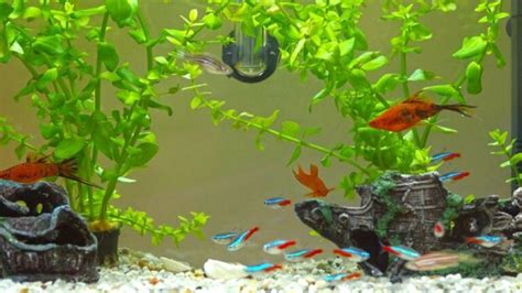 Understanding and Treating Neon Tetra Disease | Fishkeeping Advice