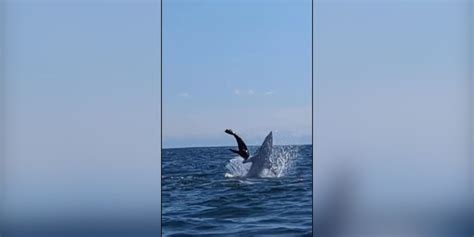 Watch Fisherman Films Footage Of Shark Hunting Seal That Nearly