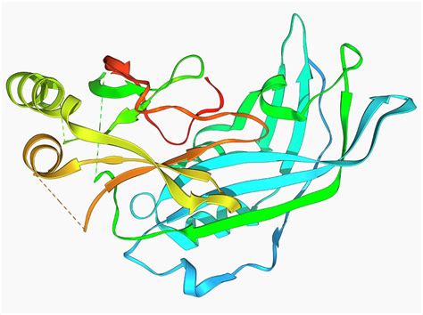 Ebola Matrix Protein Molecule Photograph By Laguna Design Science Photo