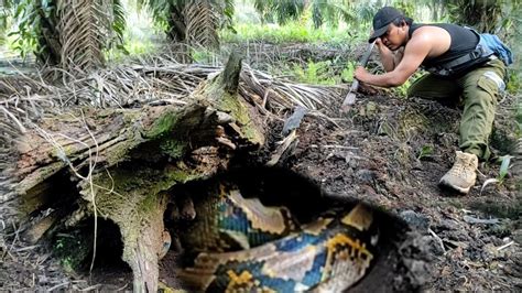 INILAH SOSOK ULAR MISTERIUS PENGHUNI LUBANG KAYU KERAMAT ULAR