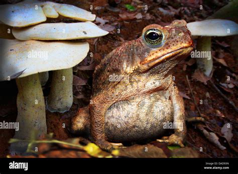 Sapo Gigante Marina Sapo Sapo De Caña Neotropicales De América Del