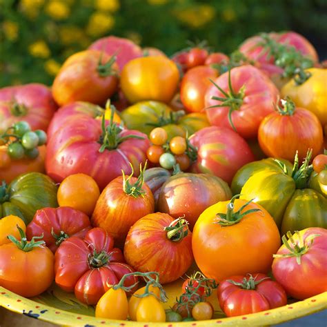 Buy Tomato Rainbow Blend By Kings Seeds Online Kings Seeds Nz