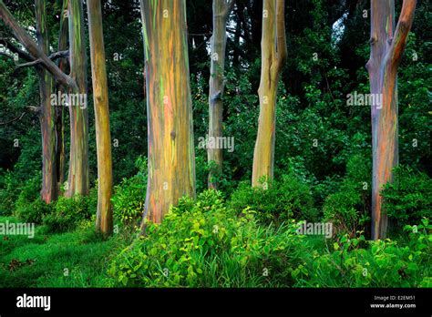 Rainbow Eucalyptus Eucalyptus Deglupta Maui Hawaii Stock Photo Alamy