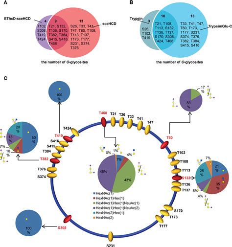 Frontiers Sequential Analysis Of The N O Glycosylation Of Heavily