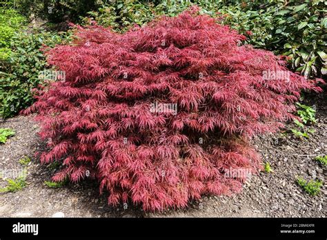 Acer Palmatum Siempre Rojo Fotograf As E Im Genes De Alta Resoluci N