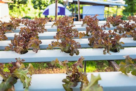 Plantas Hidrop Nicas De Sistemas Vegetales Que Crecen En El Agua Imagen