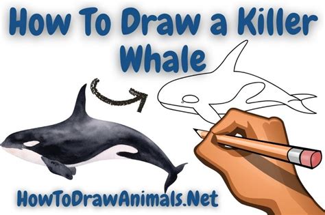 How To Draw Killer Whale