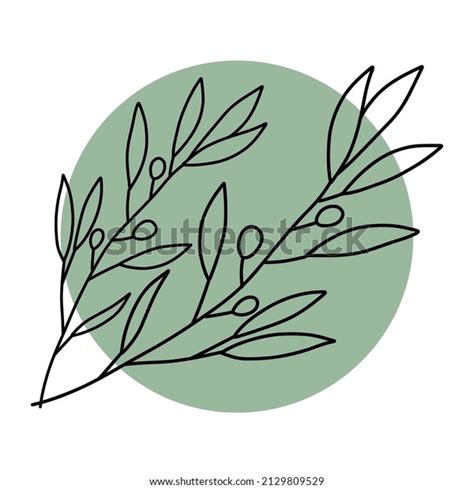 Hand Drawn Olive Tree Branches Vector Stock Vector Royalty Free