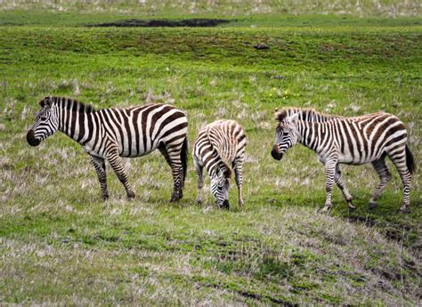 Hearst Castle Zebras - Highway 1 Discovery Route | Zebras, Save ...