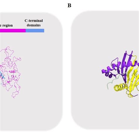 Predicted structure of gliadins. | Download Scientific Diagram