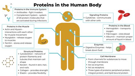 Nusep Blog Proteins In The Body Infographic Nusep Store