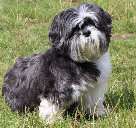 23 Shih Tzu Mixed With Poodle Black And White L2sanpiero