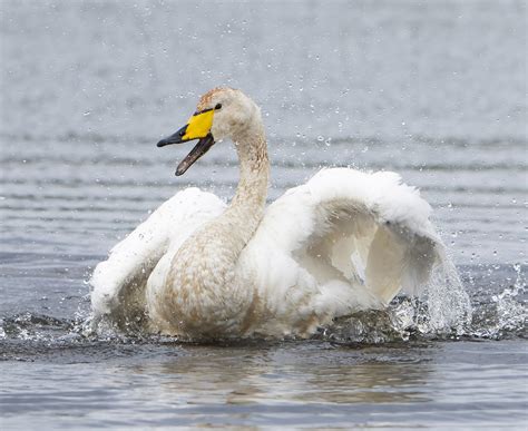 Whooper Swan By Toby Houlton Birdguides