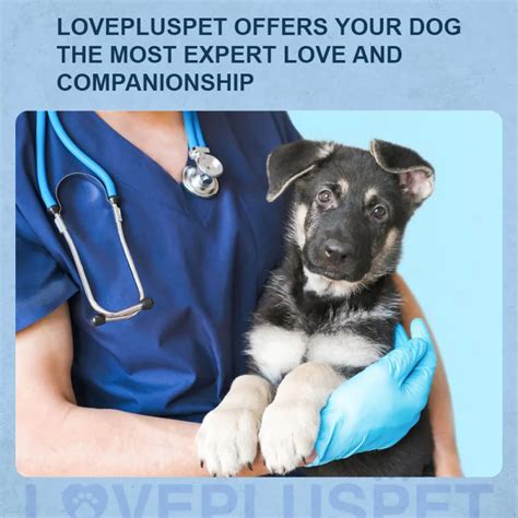 Best Dog Knee Support Brace For Sale Lovepluspet