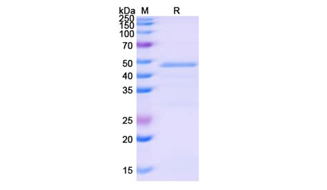 Recombinant Human Dpp N His Recombinant Human Dpp N His