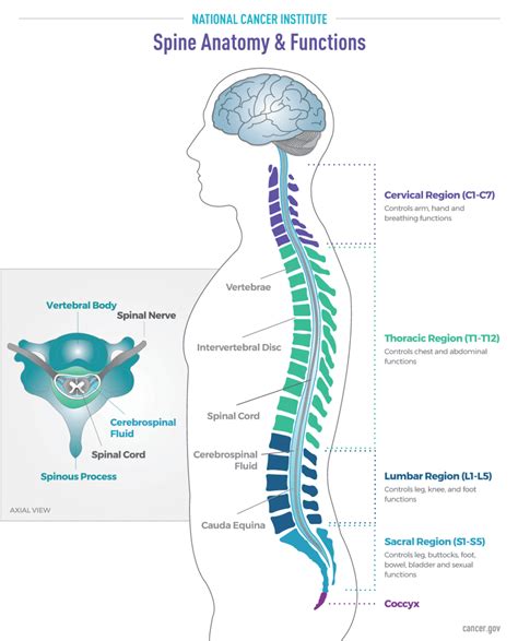 L Spine Anatomy