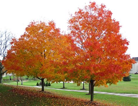 Acer Saccharum Leucoderme Northern Sugar Maple Sugar Maple North