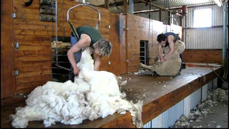 Sheep Shearing Vic Australia 16 10 2010 YouTube