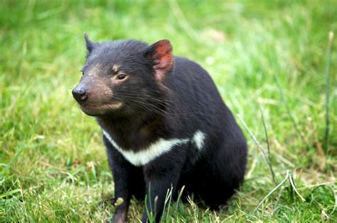 Tasmanian Devil Tasmania Australia