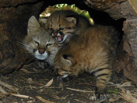 Pampas Cat Kittens Playing Together