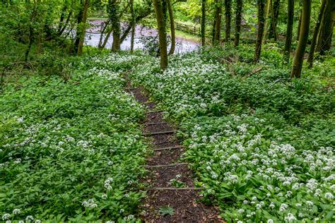 Forge Valley Walk Raincliffe Woods Walk North Yorkshire Walks