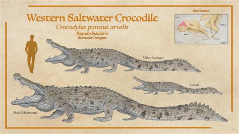 Western Saltwater Crocodile By Illustratedmenagerie On Deviantart