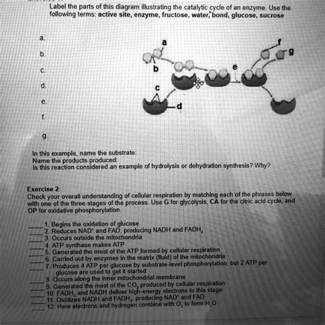 Solved Label The Parts Of This Diagram Illustrating The Catalytic