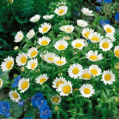 Creeping Daisy Seeds Leucanthemum American Meadows