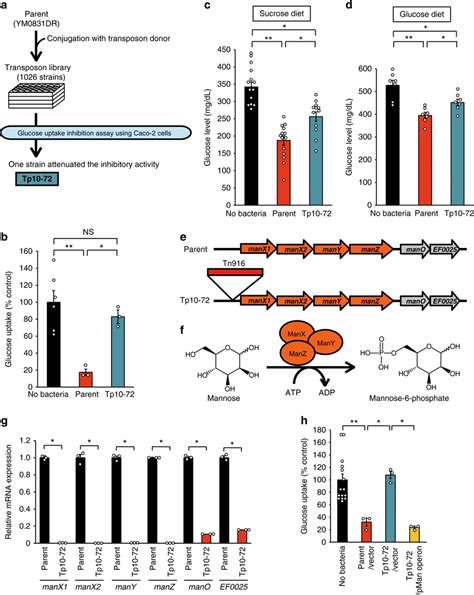 Characterization Of A Transposon Mutant With Attenuated Inhibitory