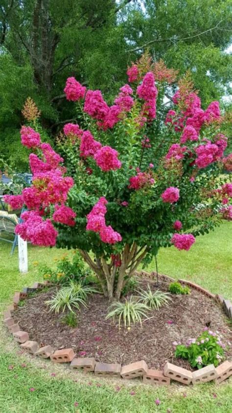 Beautiful Flower Garden: India Pride