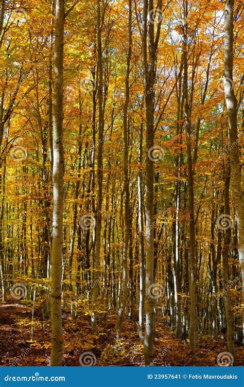 Beech tree forest stock image. Image of forest, natural - 23957641