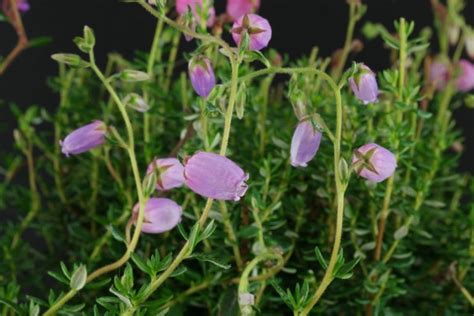 Irische Glockenheide Daboecia Cantabrica