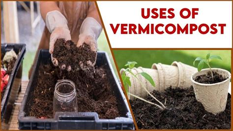 Uses Of Vermicompost Amazing Way Of Sustainable Farming