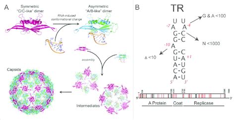 PS-mediated assembly of the T D 3 MS2 virion. (A) The capsomere in this... | Download Scientific ...