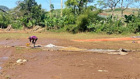 Banjir Terjang Areal Kopi Di Sindangkerta Kbb Petani Rugi Ratusan Juta