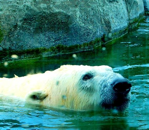 Alaska Zoo Polar Bear by Django4 on DeviantArt