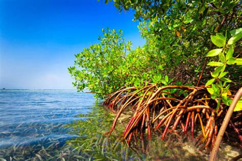 Mangroves and Climate Change - Elemental Solutions