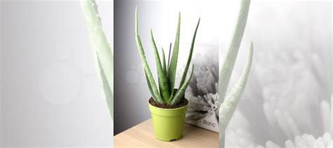 Алоэ вера купить в Москве | Товары для дома и дачи | Авито