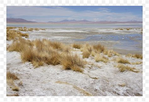 Tundra Steppe Ecoregion Shrubland Inlet, PNG, 750x563px, Tundra ...