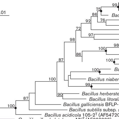 Maximum Parsimony Phylogenetic Tree Based On S Rrna Gene Sequences