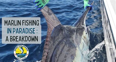 Marlin Fishing in Paradise - Fish Panama Today