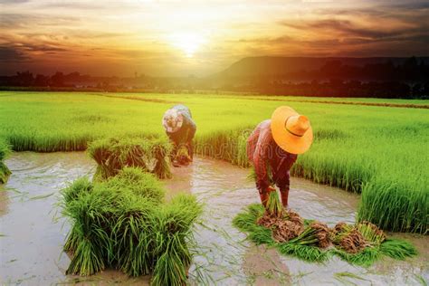 Farmer with landscape farm editorial photo. Image of cattle - 116803891