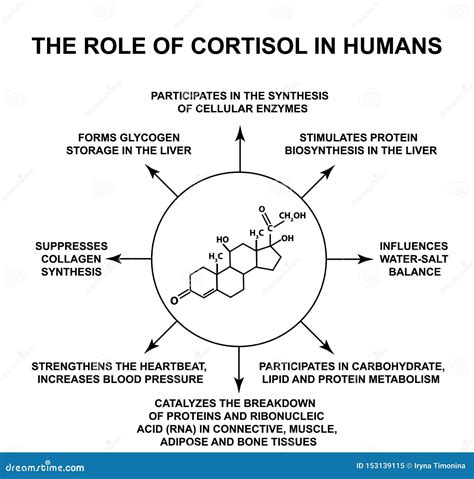 El Papel Del Cortisol En Seres Humanos El Cortisol De La Hormona De