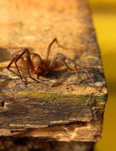 Brown Recluse - Poisonous Spiders In South Carolina | Gregory Pest